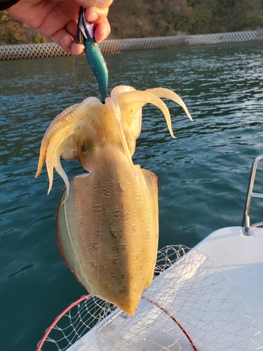 モンゴイカの釣果