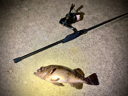 シロメバルの釣果