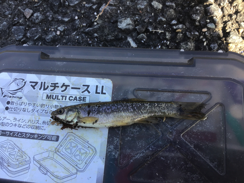 タカハヤの釣果