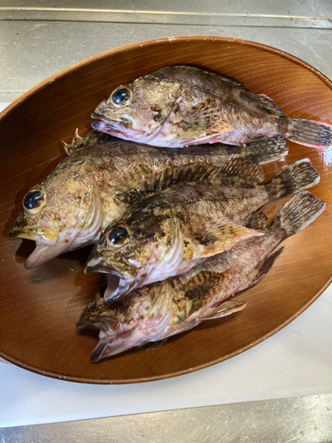 アラカブの釣果