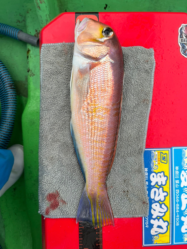 アマダイの釣果