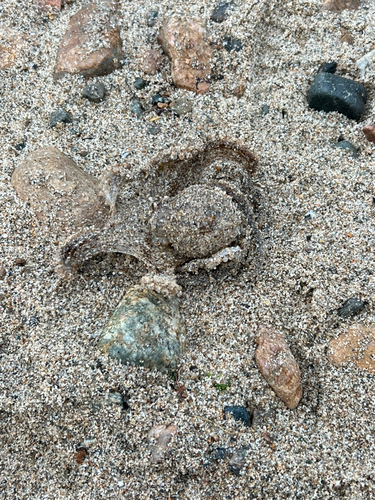 タコの釣果