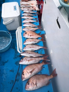 マダイの釣果