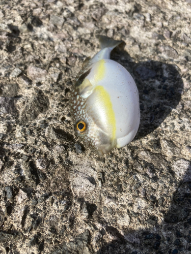 マフグの釣果