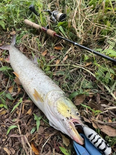 イエローチークの釣果