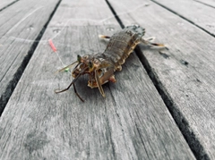 シャコの釣果