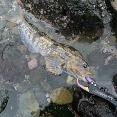 アイナメの釣果