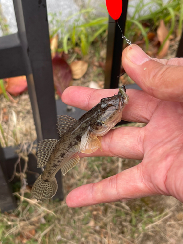 マハゼの釣果