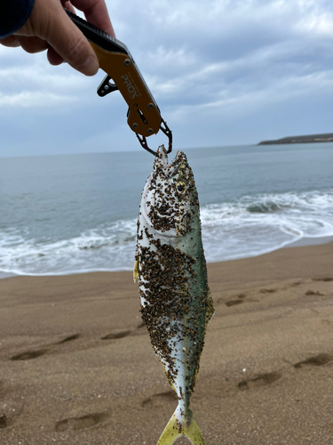 ハマチの釣果