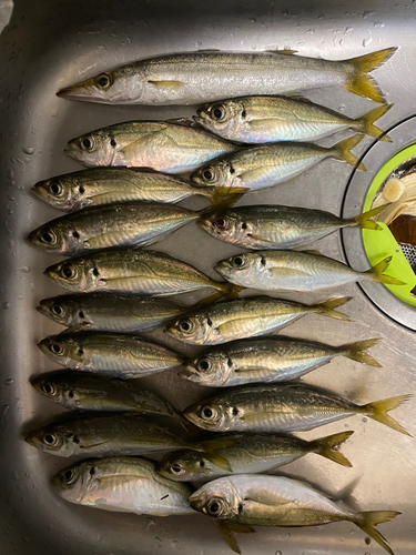 アジの釣果