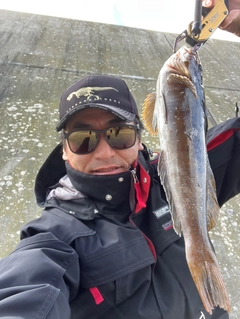アイナメの釣果