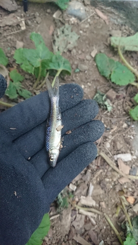 モツゴの釣果