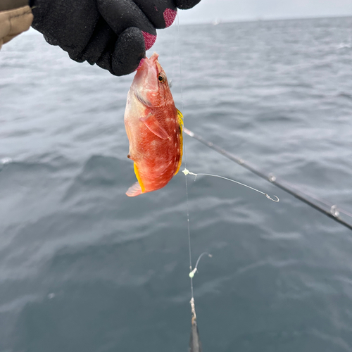 ホシササノハベラの釣果