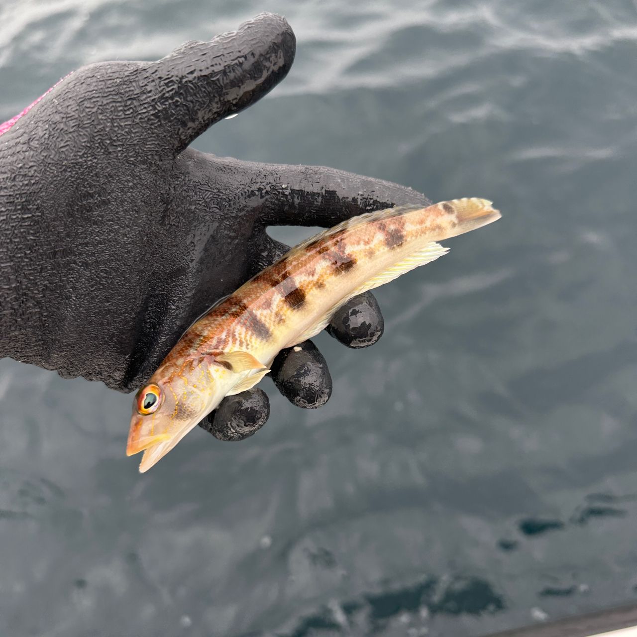 クラカケトラギス