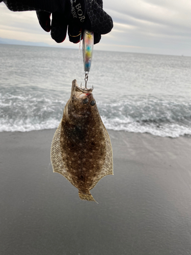 ソゲの釣果