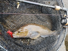 アイナメの釣果