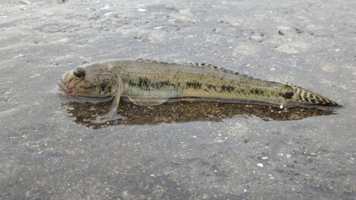 ハゼの釣果