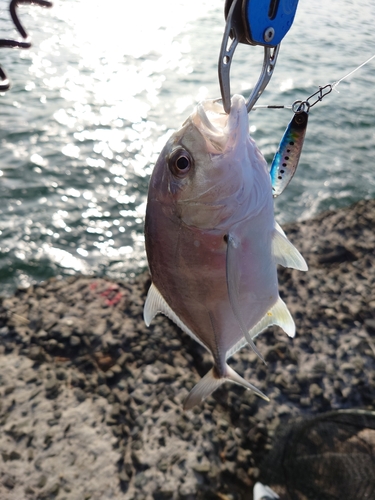 ギンガメアジの釣果