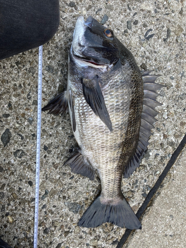 チヌの釣果