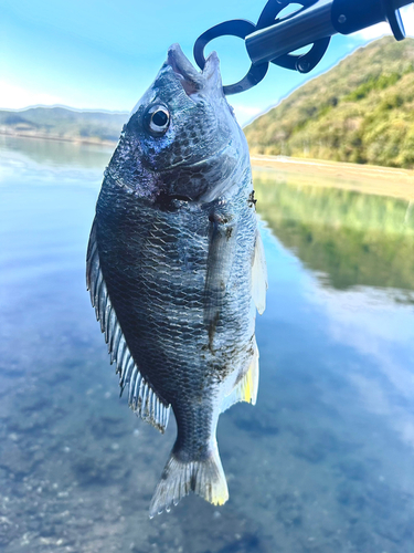 キビレの釣果