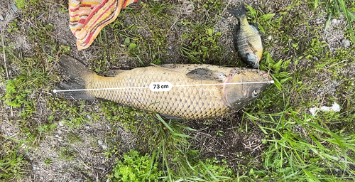 コイの釣果