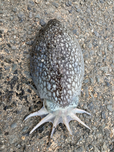 シリヤケイカの釣果