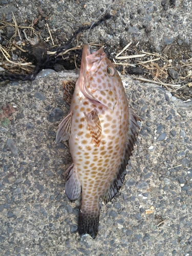 オオモンハタの釣果