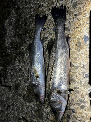 ハネ（マルスズキ）の釣果