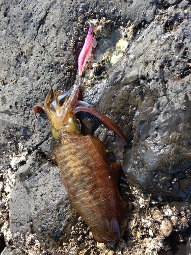 イカの釣果