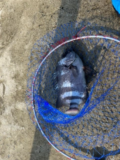 イシダイの釣果