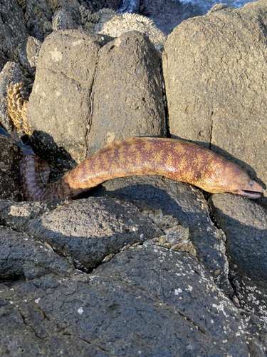 ウツボの釣果