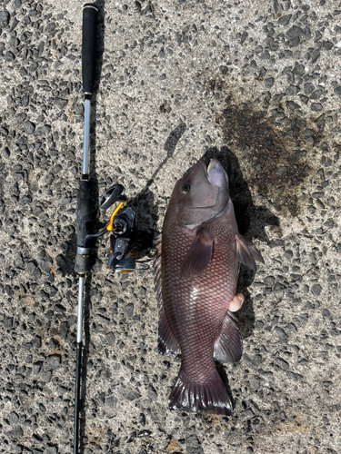 コブダイの釣果