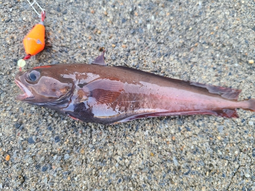 ドンコの釣果