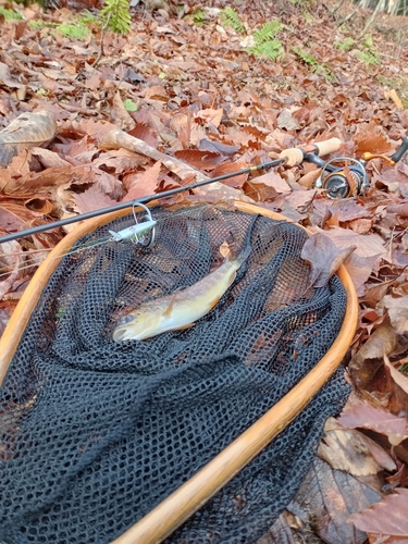 ブラウントラウトの釣果