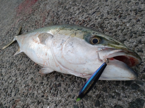 ブリの釣果