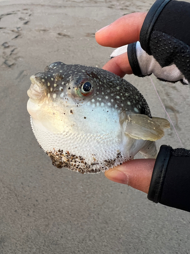 クサフグの釣果