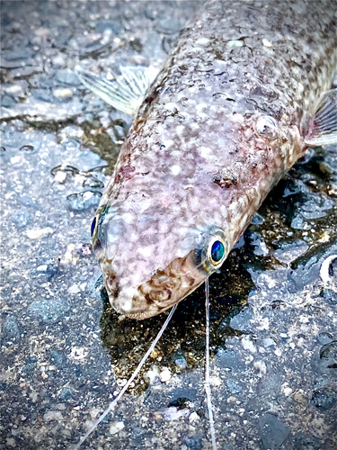 エソの釣果