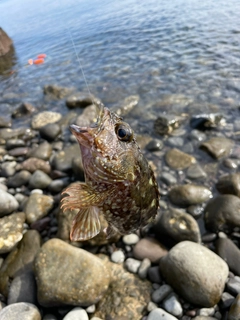 アラカブの釣果