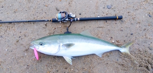 ブリの釣果