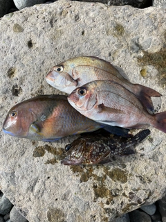 マダイの釣果