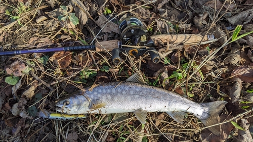 アメマスの釣果