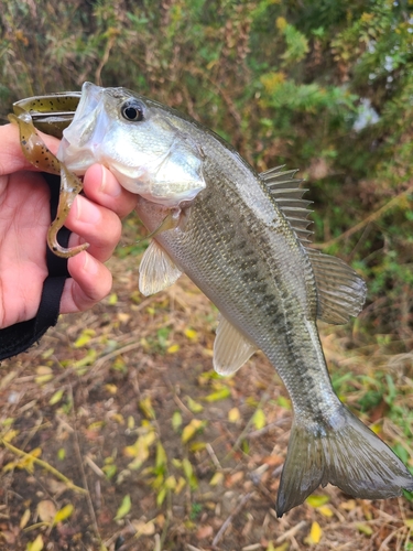 ラージマウスバスの釣果