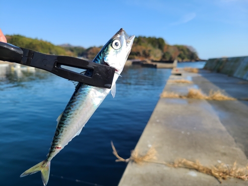 サバの釣果