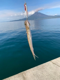 エソの釣果