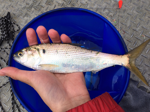 コノシロの釣果