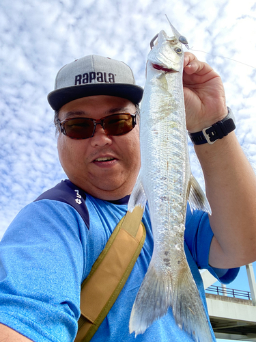 オニカマスの釣果