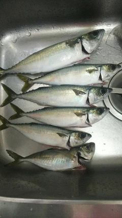 マサバの釣果