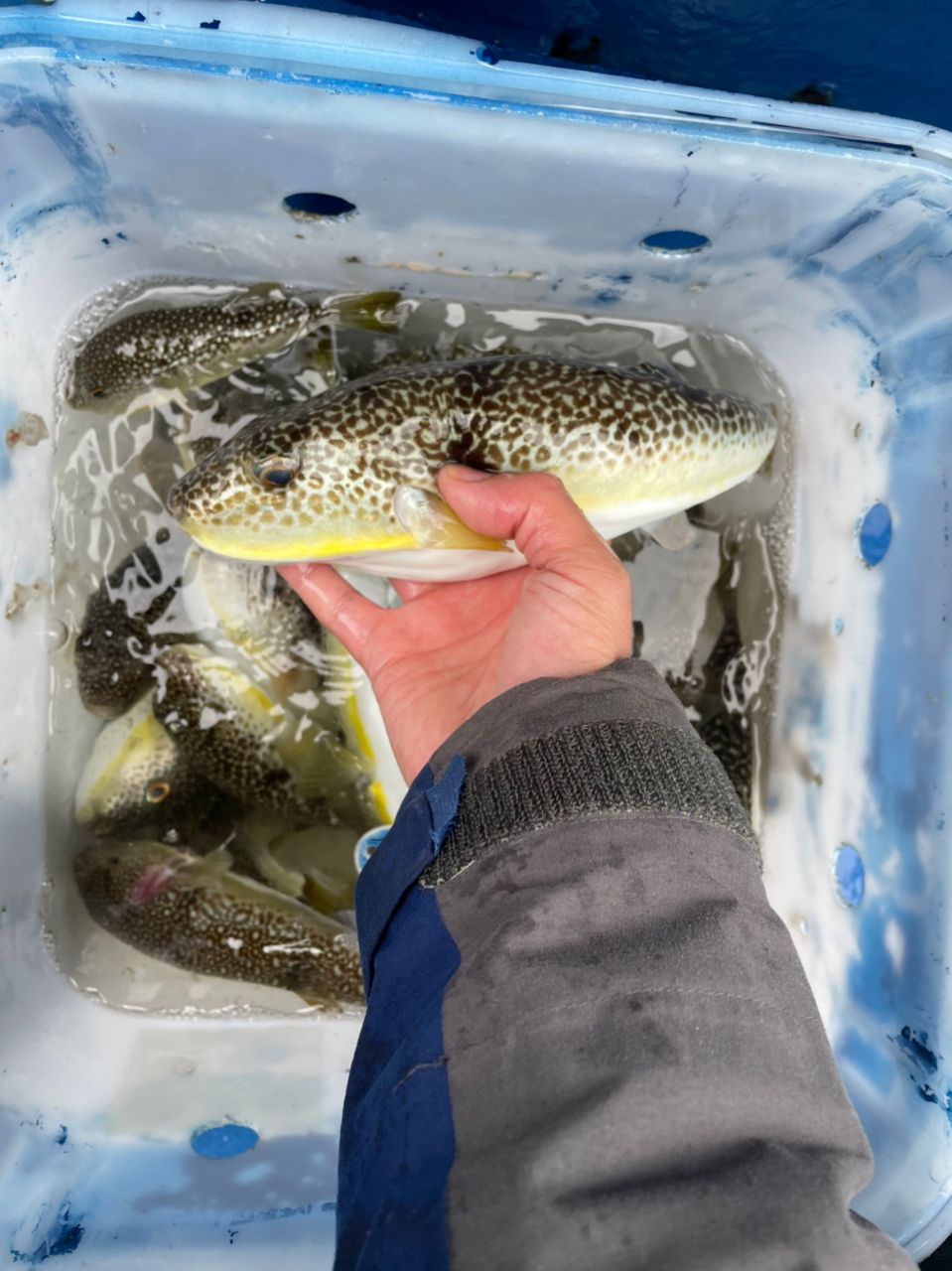 ショウサイフグ