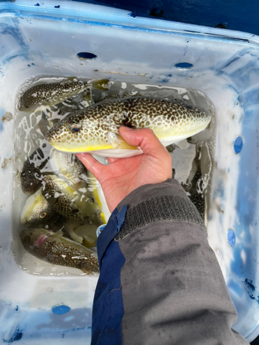 ショウサイフグの釣果