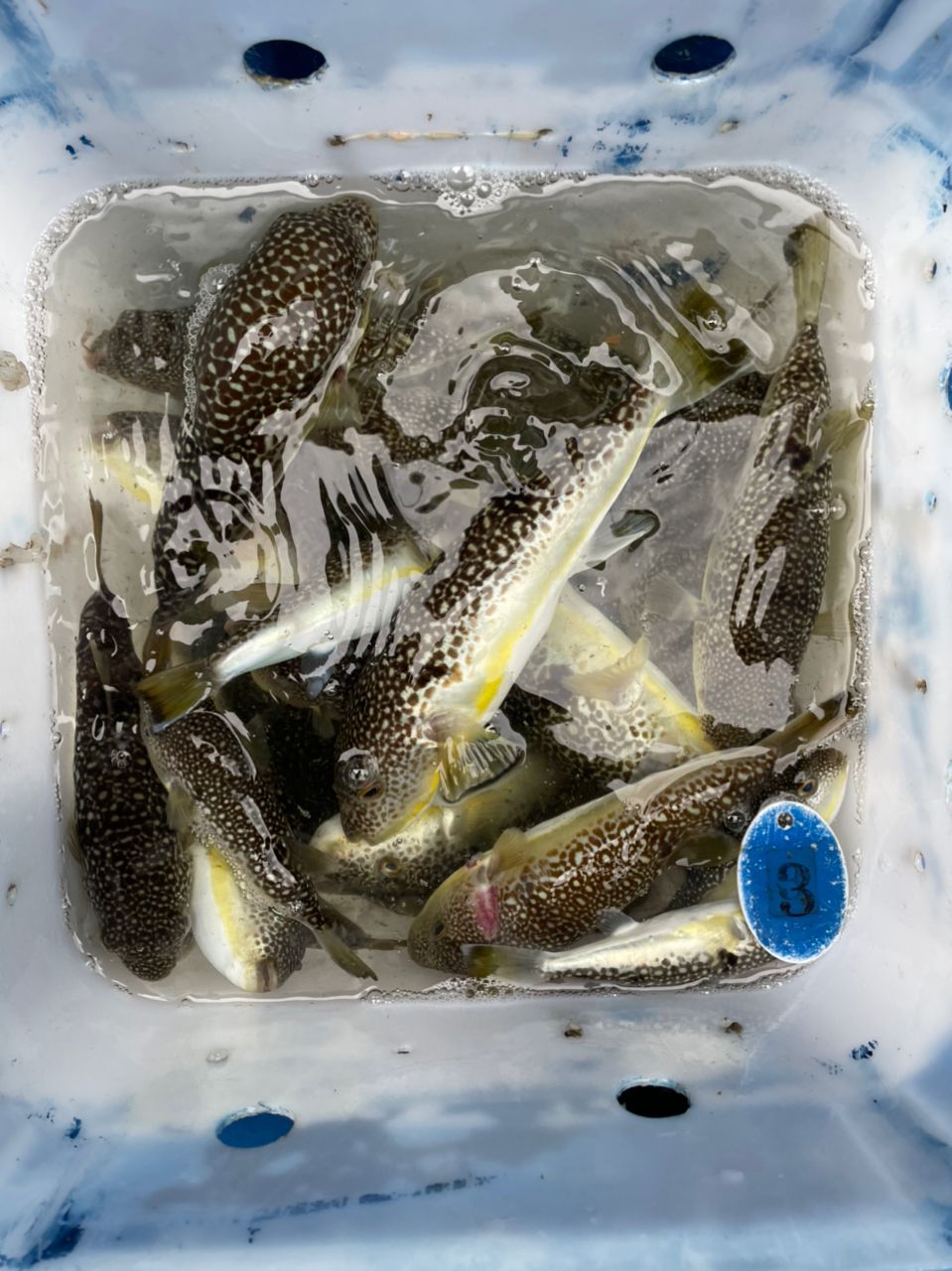 kouhe0110さんの釣果 2枚目の画像